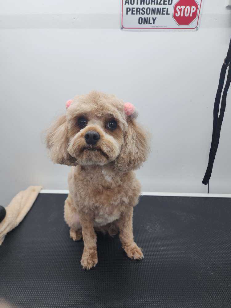 Daisy