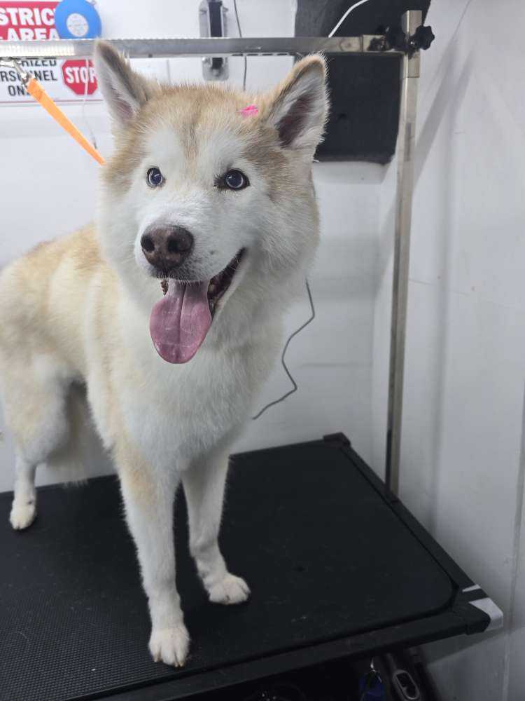 Nala