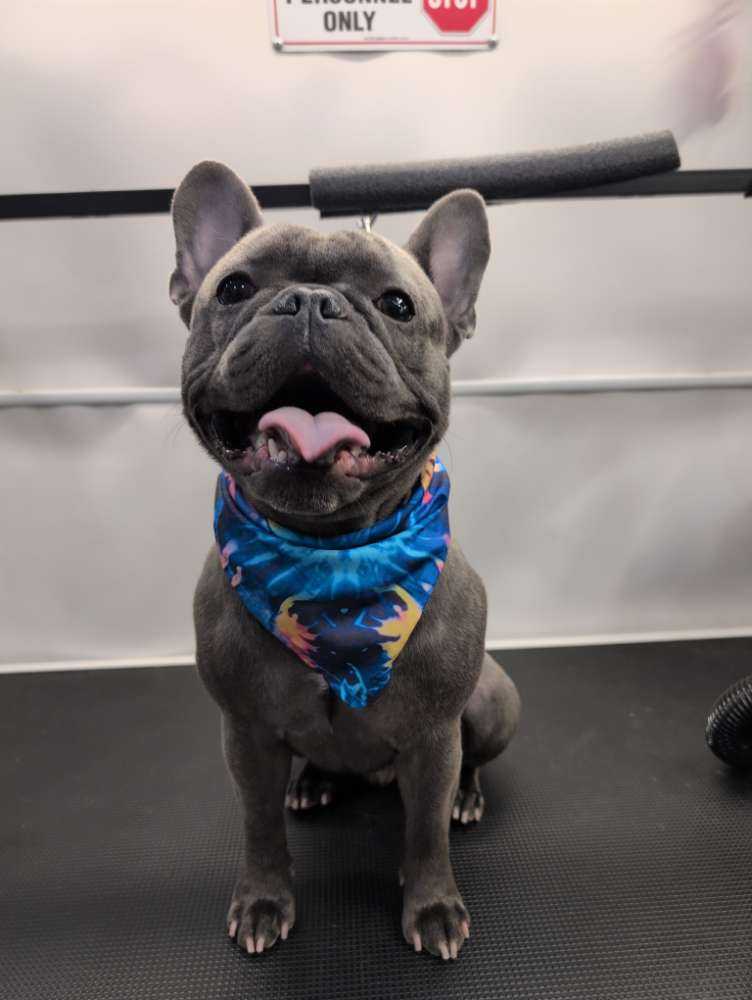frank