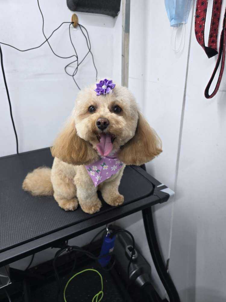 Lily