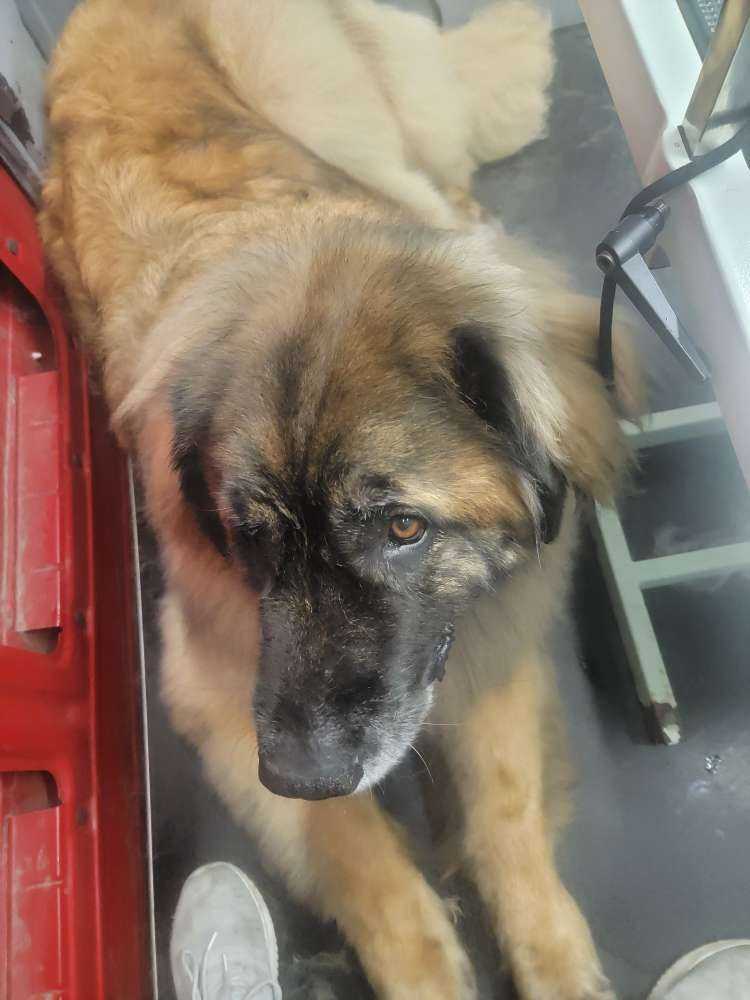 Pet