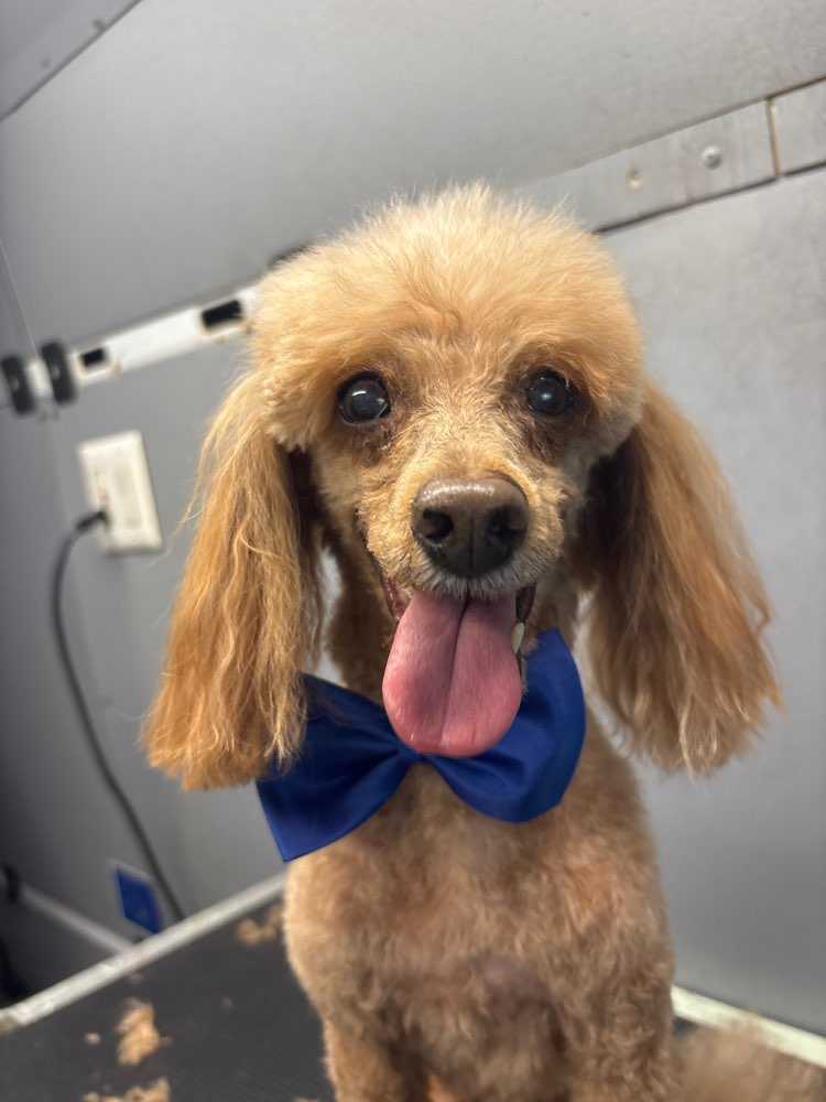 Pippin