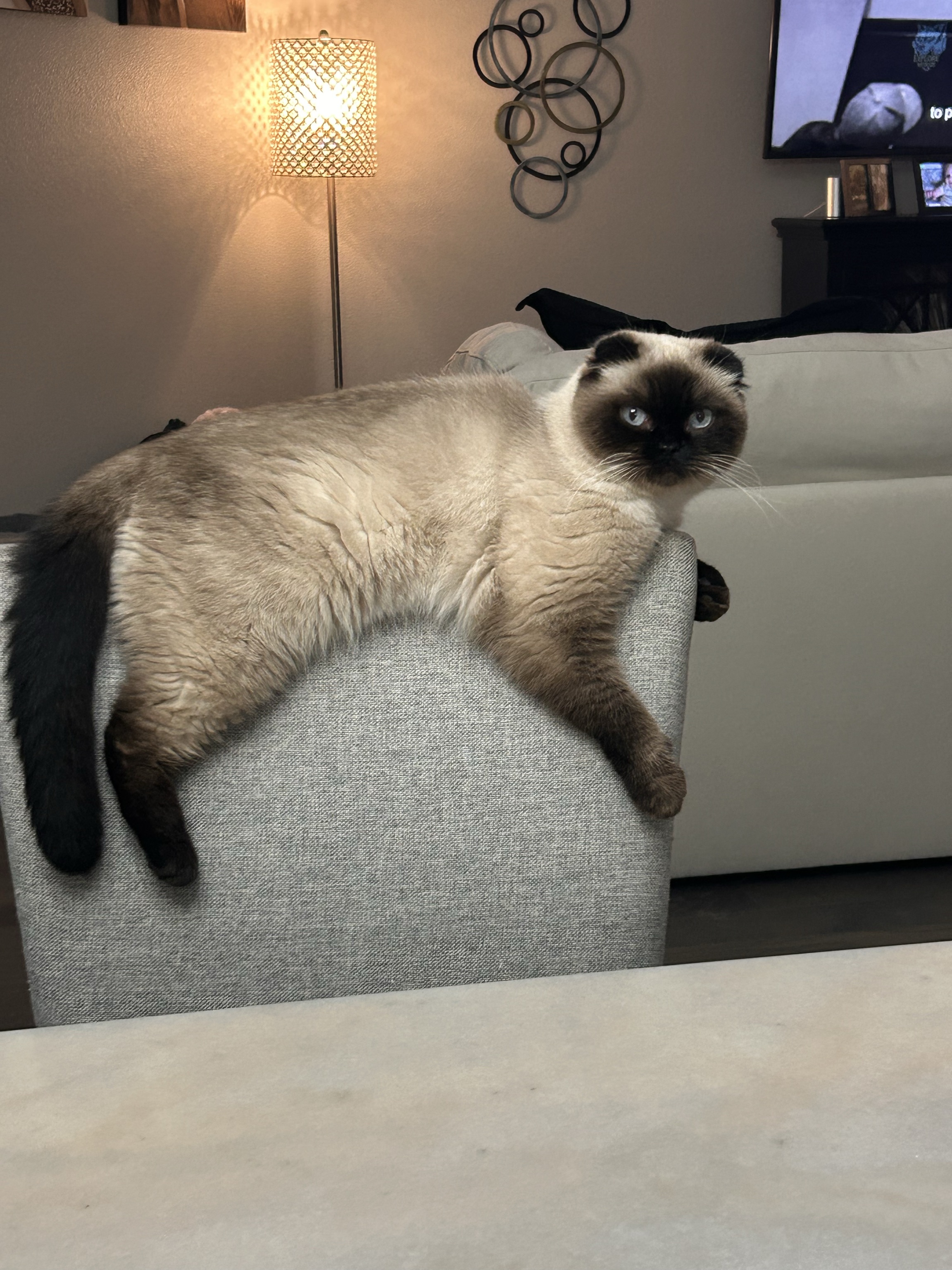 Pet