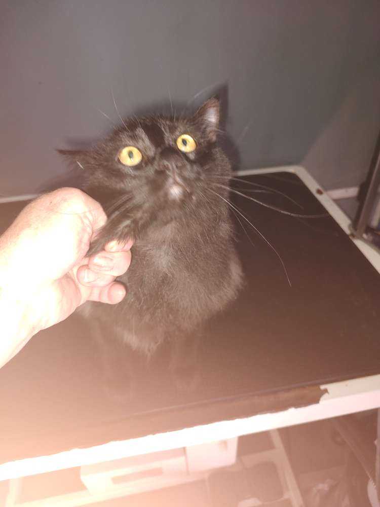 Franklin