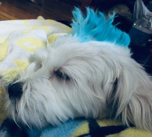 Dog Pet Photo
