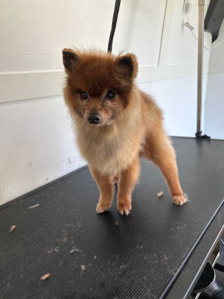 Simba