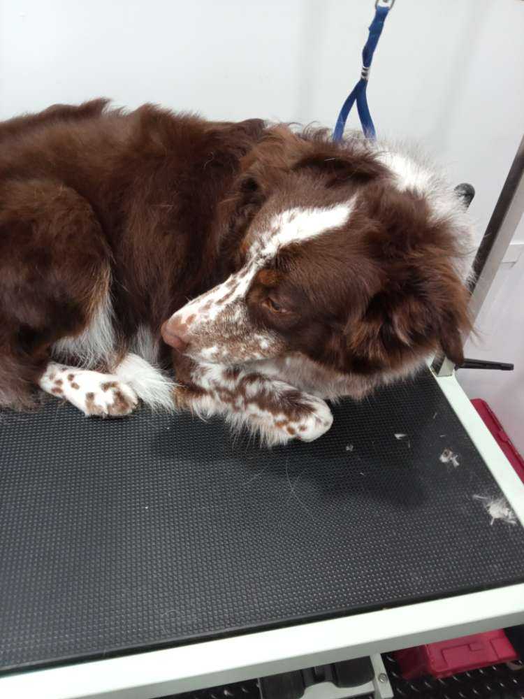 Milo