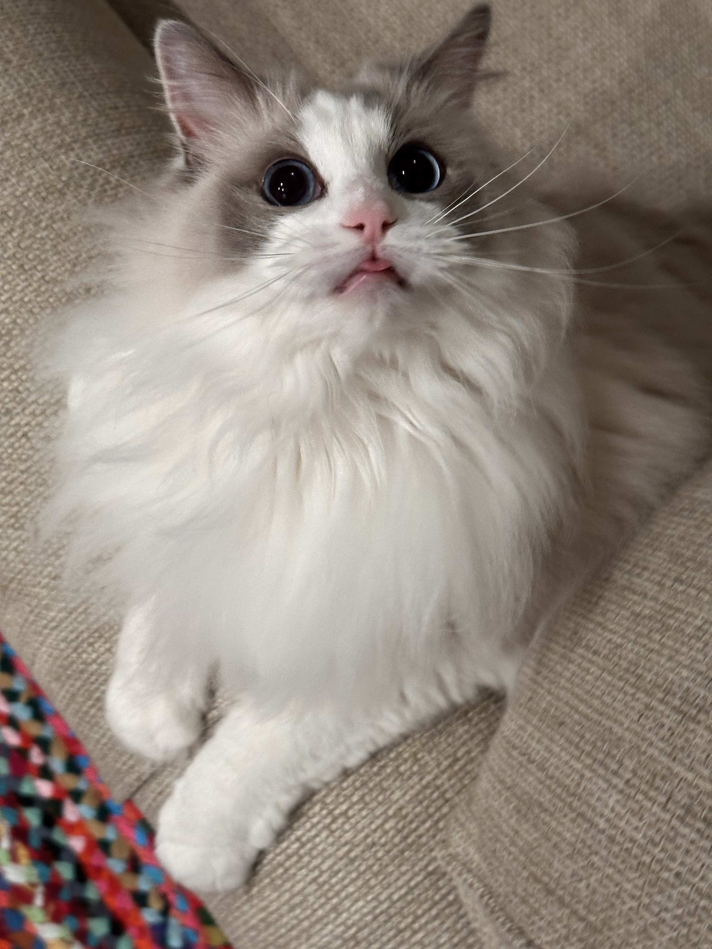 Stella