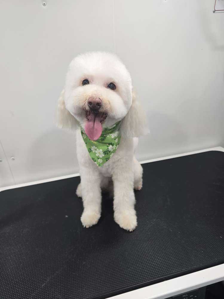 Piper