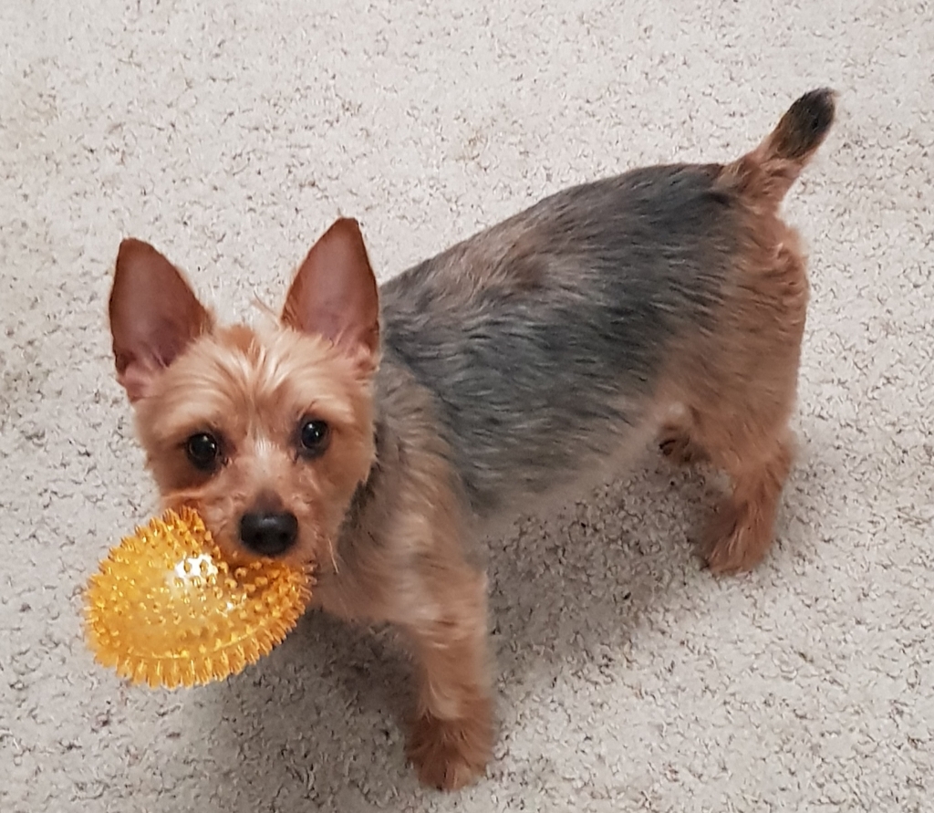 Dog Pet Photo