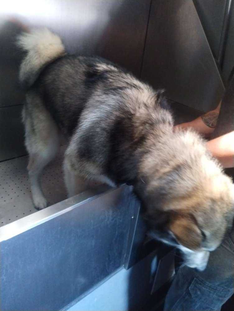 Dog Pet Photo