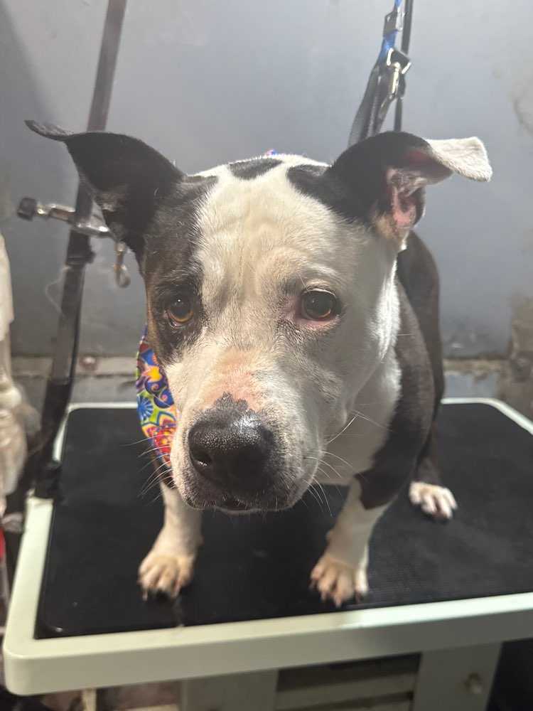 zoey