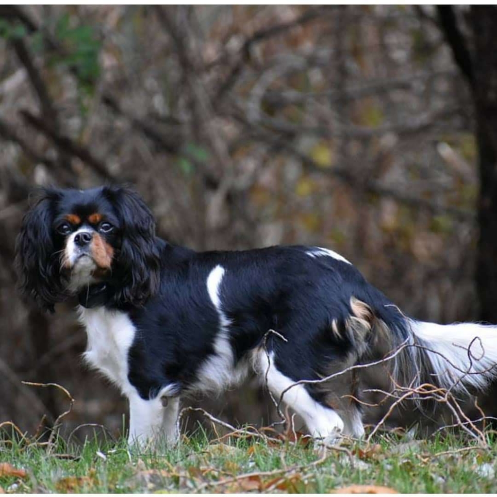 Dog Pet Photo