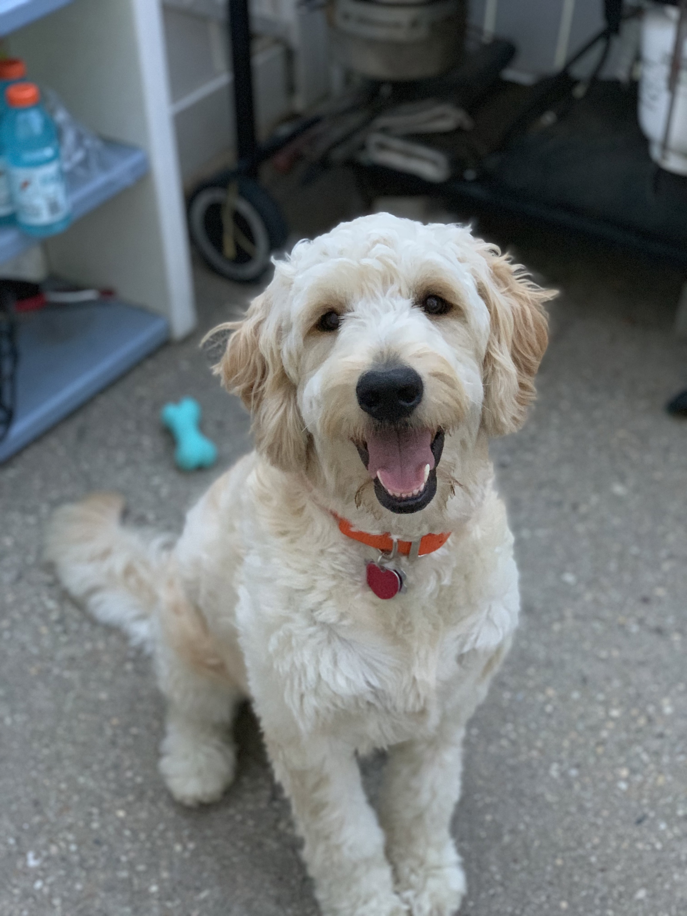 Apollo