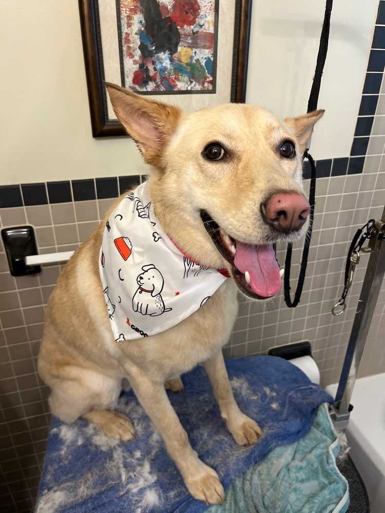 Dog Pet Photo