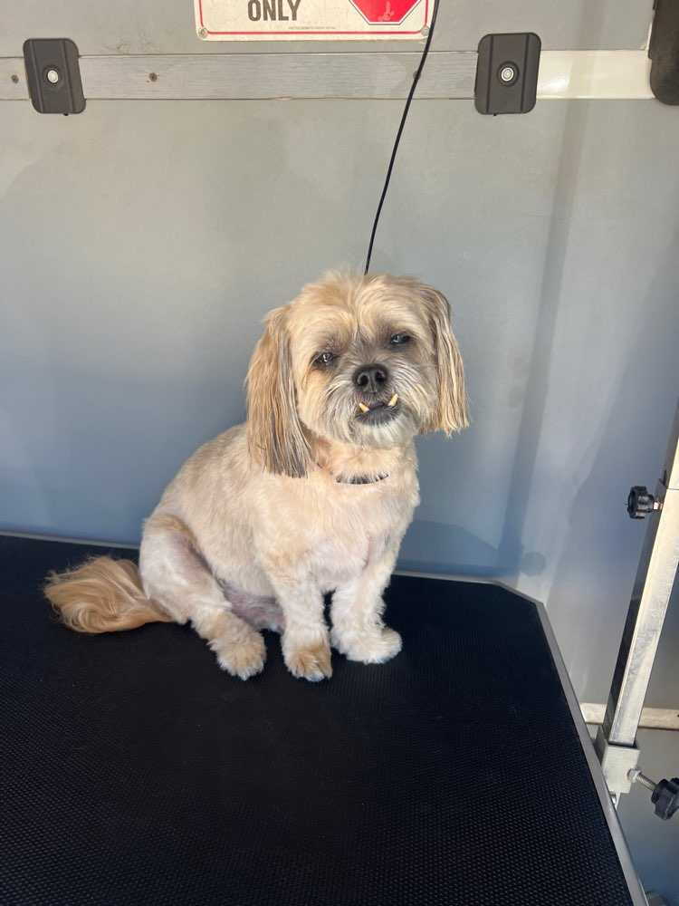 oscar