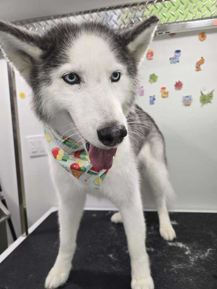 Nova