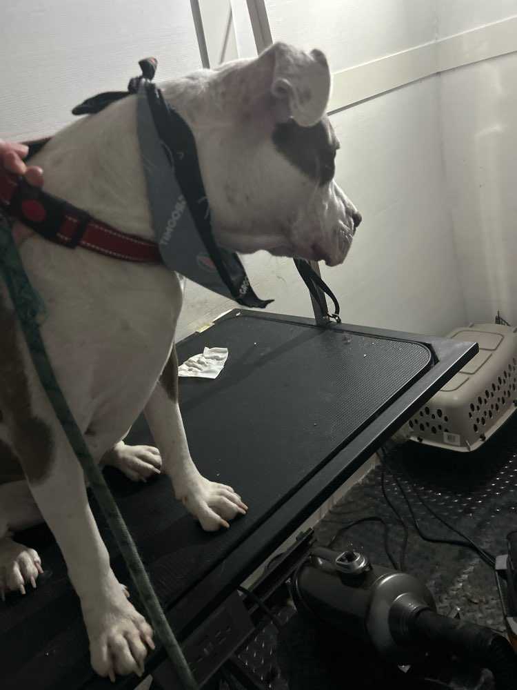 Pet Profile