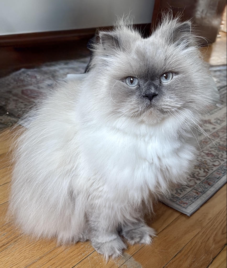albert