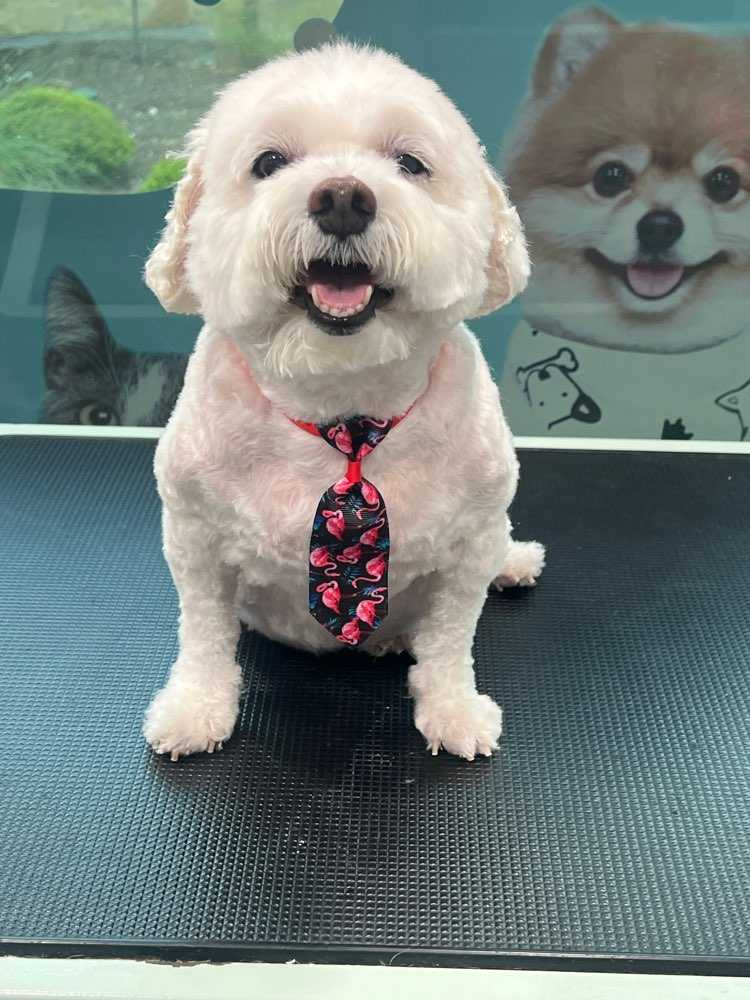 Simba