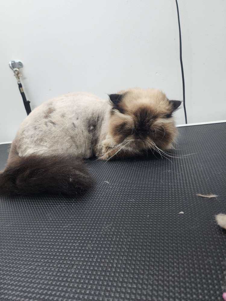 Ernesto