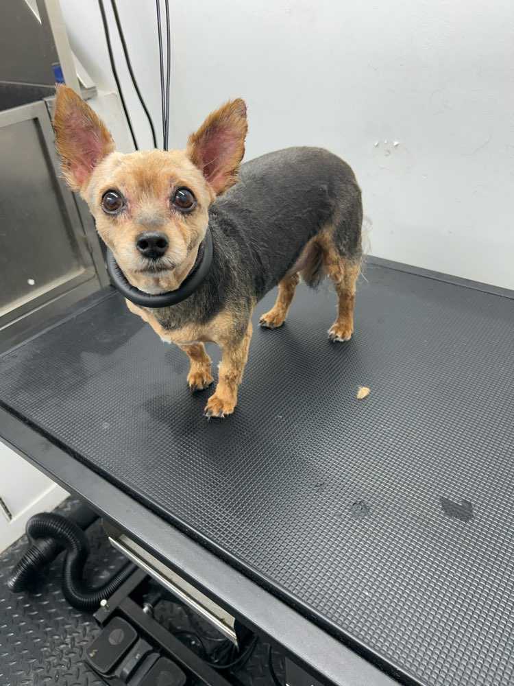 Dog Pet Photo