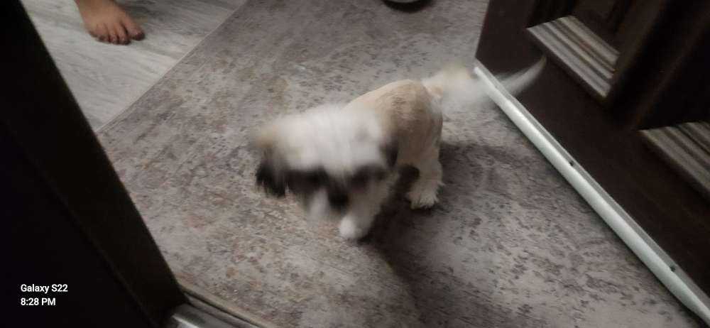 Canela