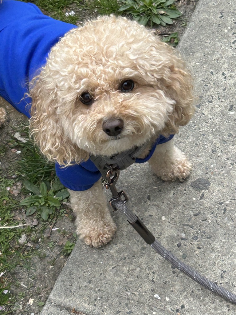 Jesse
