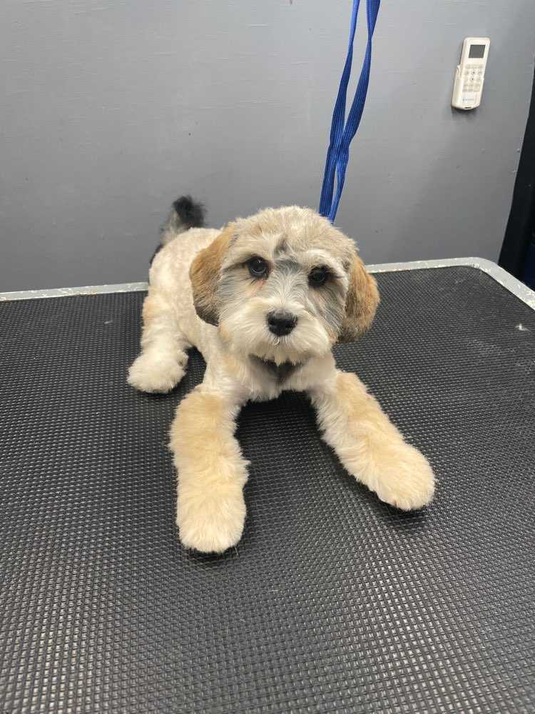 Cooper