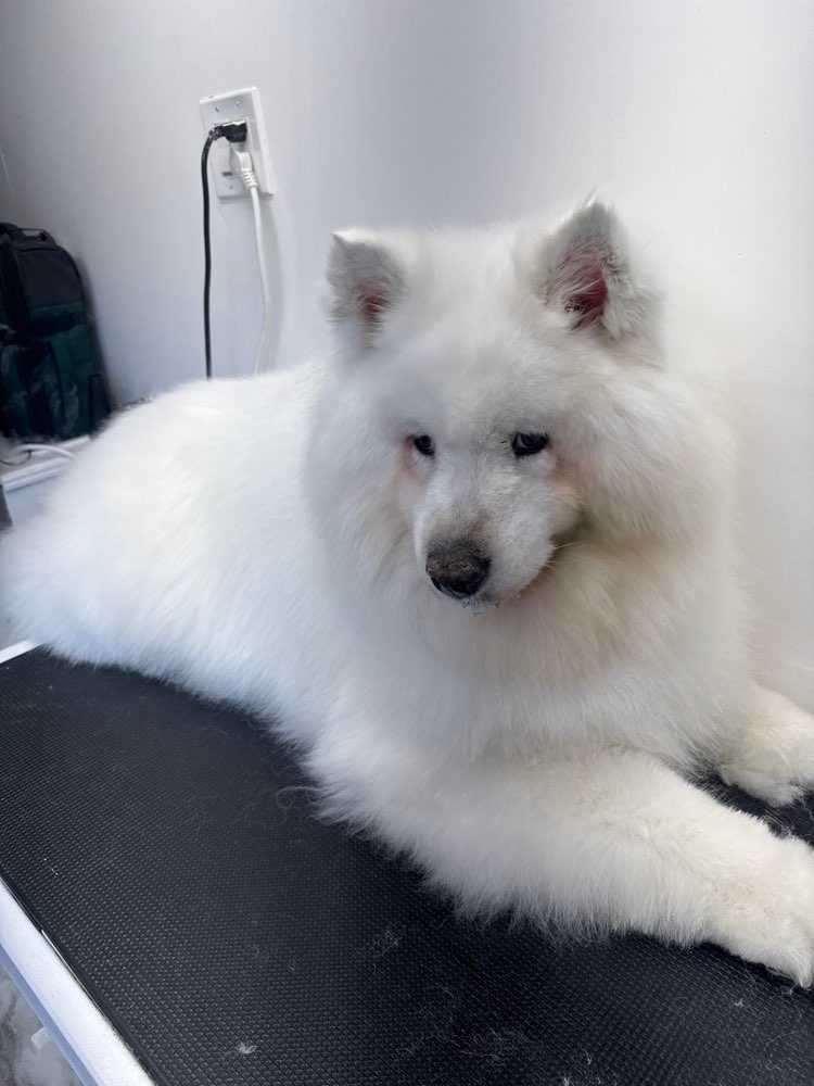 Koda
