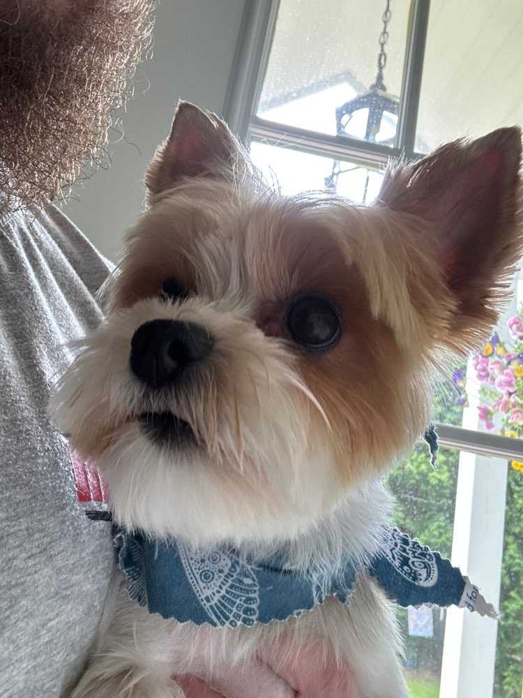 toby