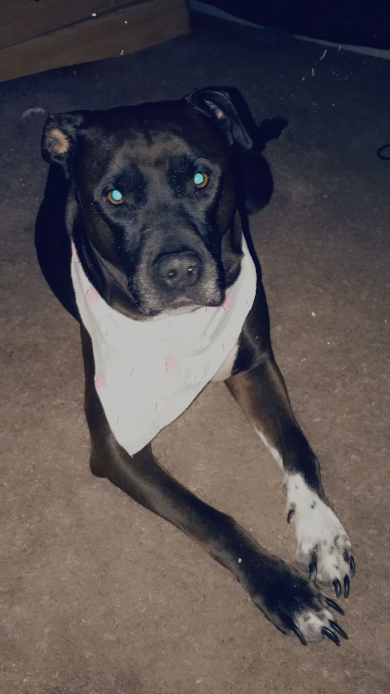 Lady 