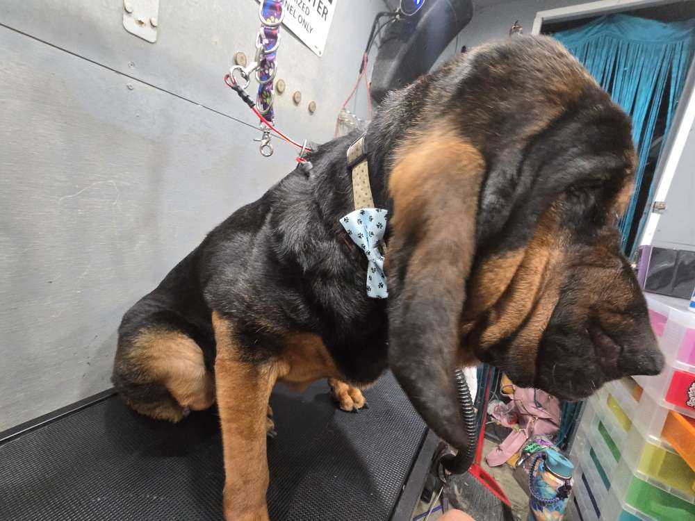 Dog Pet Photo