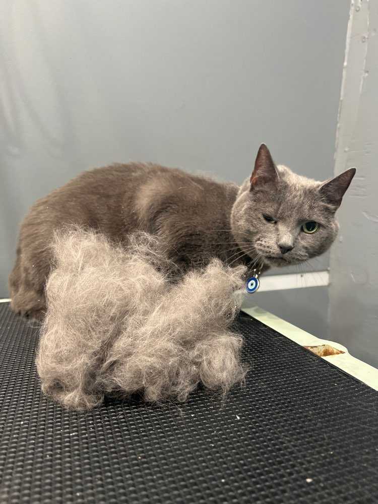 Minushka