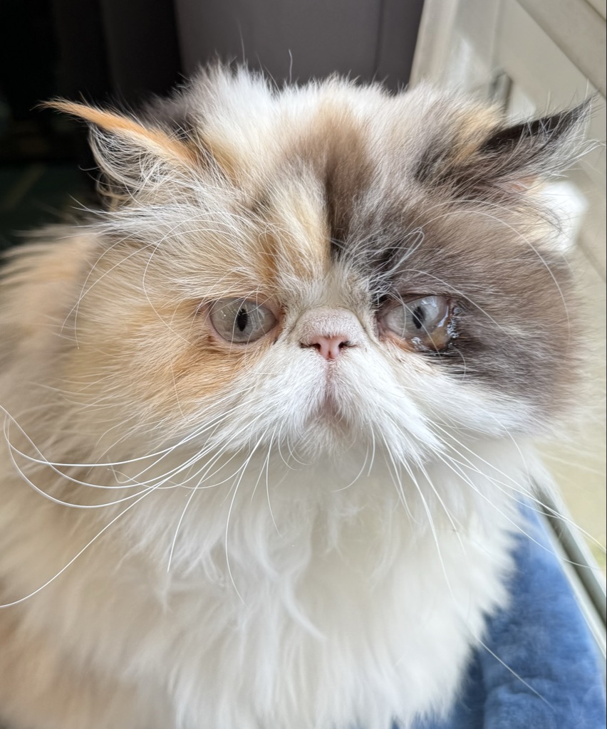 Pet Profile