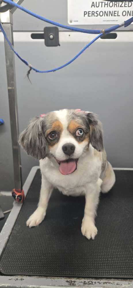 Delilah