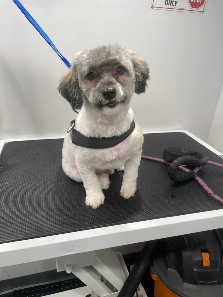 Baxter Braxton