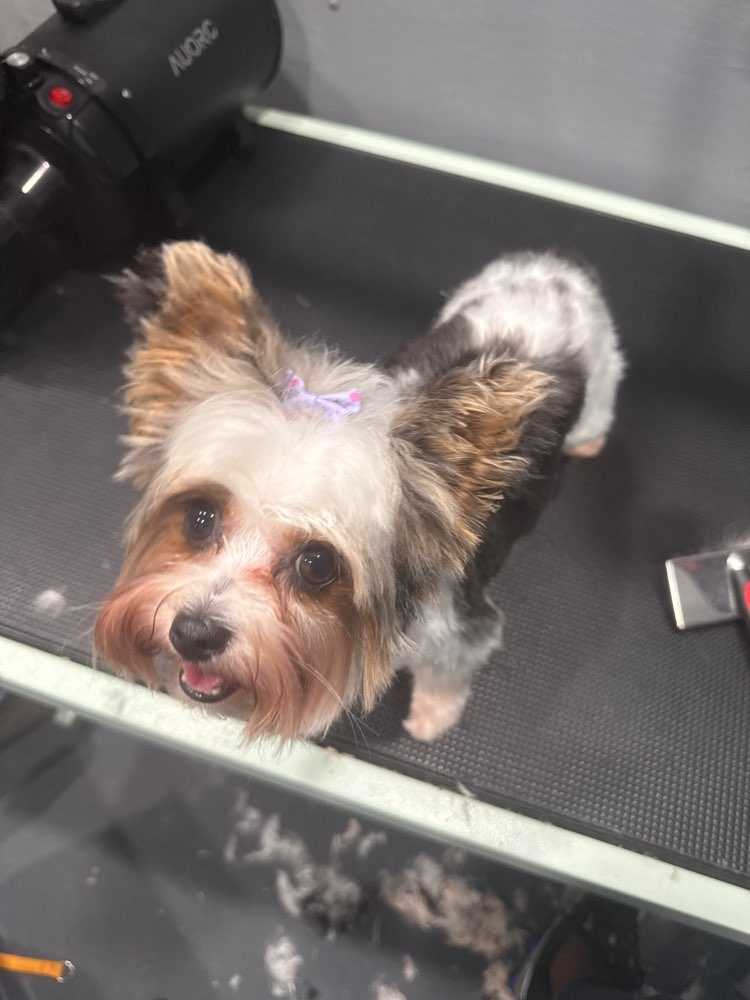 daisy