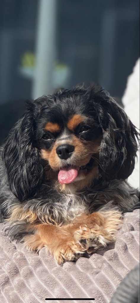 Pet