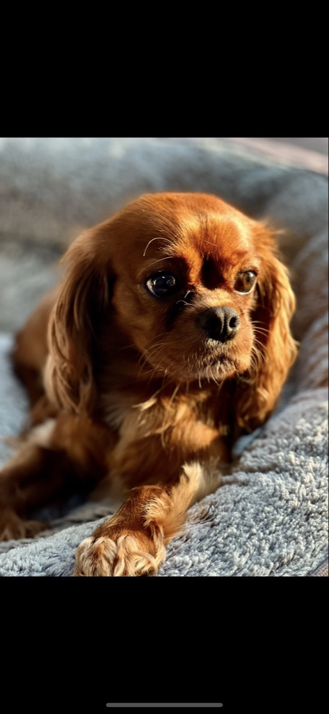 Pet