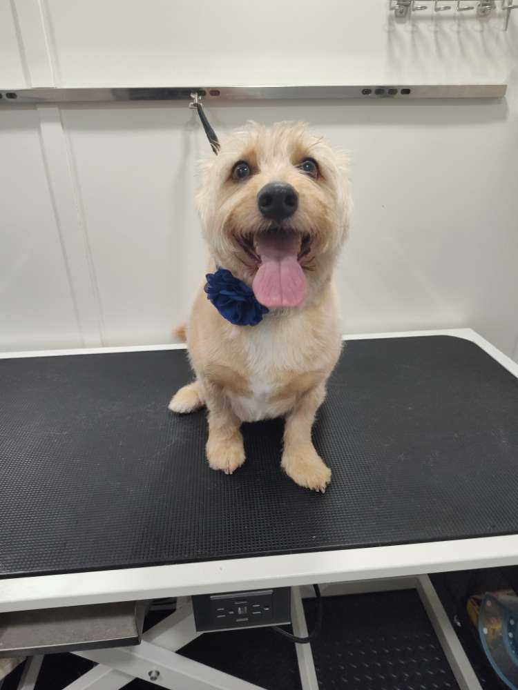 Biscuit Wander
