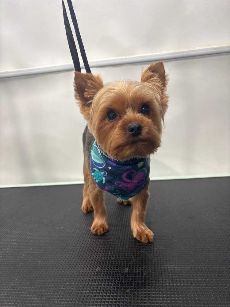 Teddy