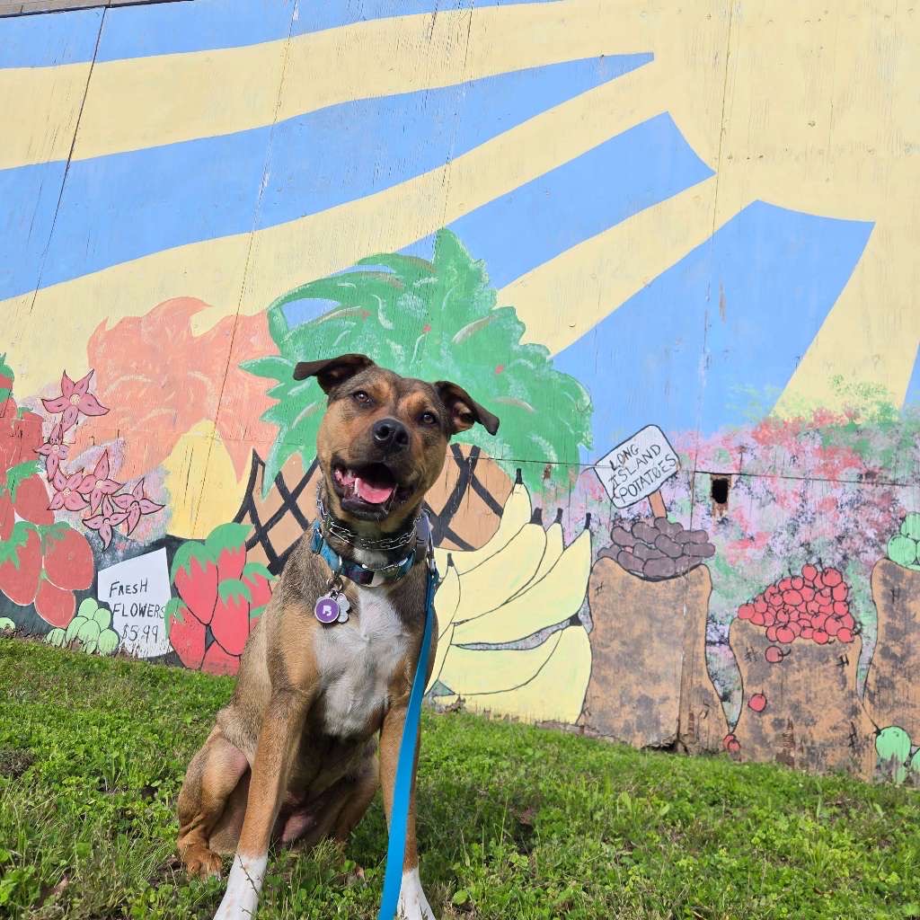 Macie
