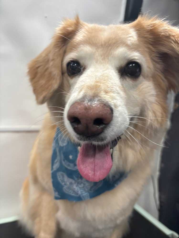 bella