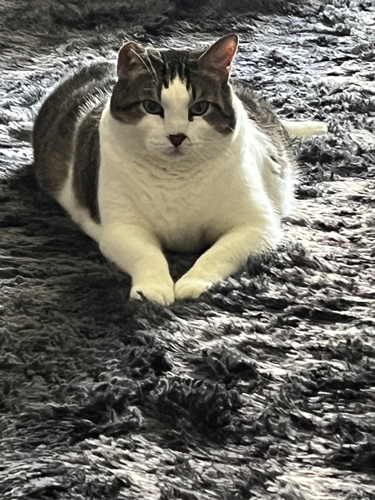 SNICKERS
