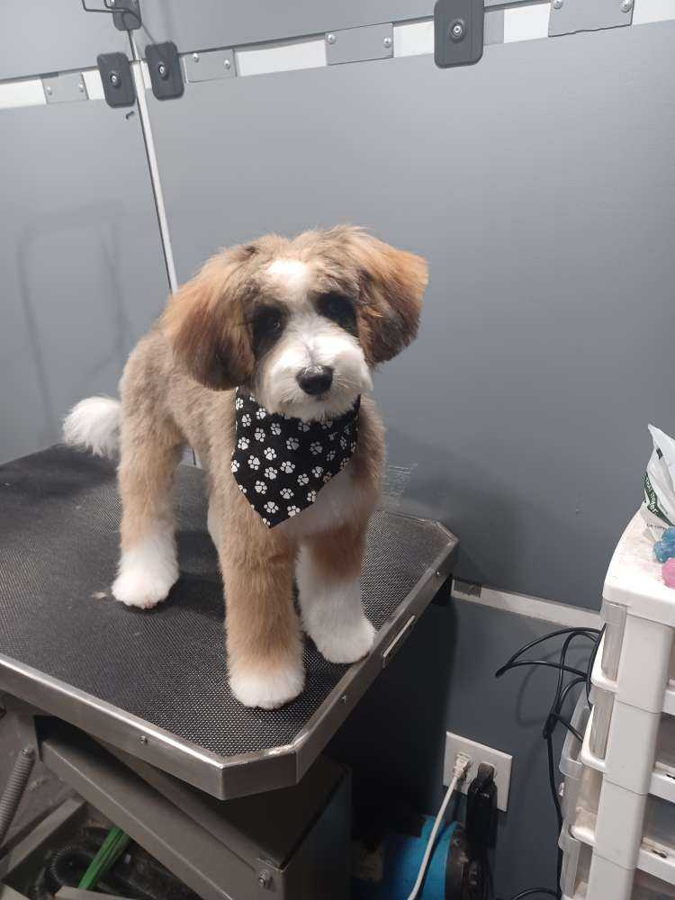 Bo