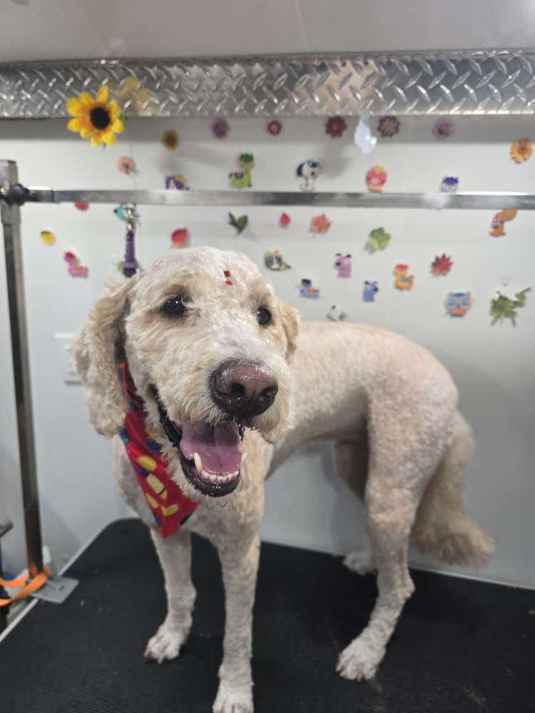 Dog Pet Photo