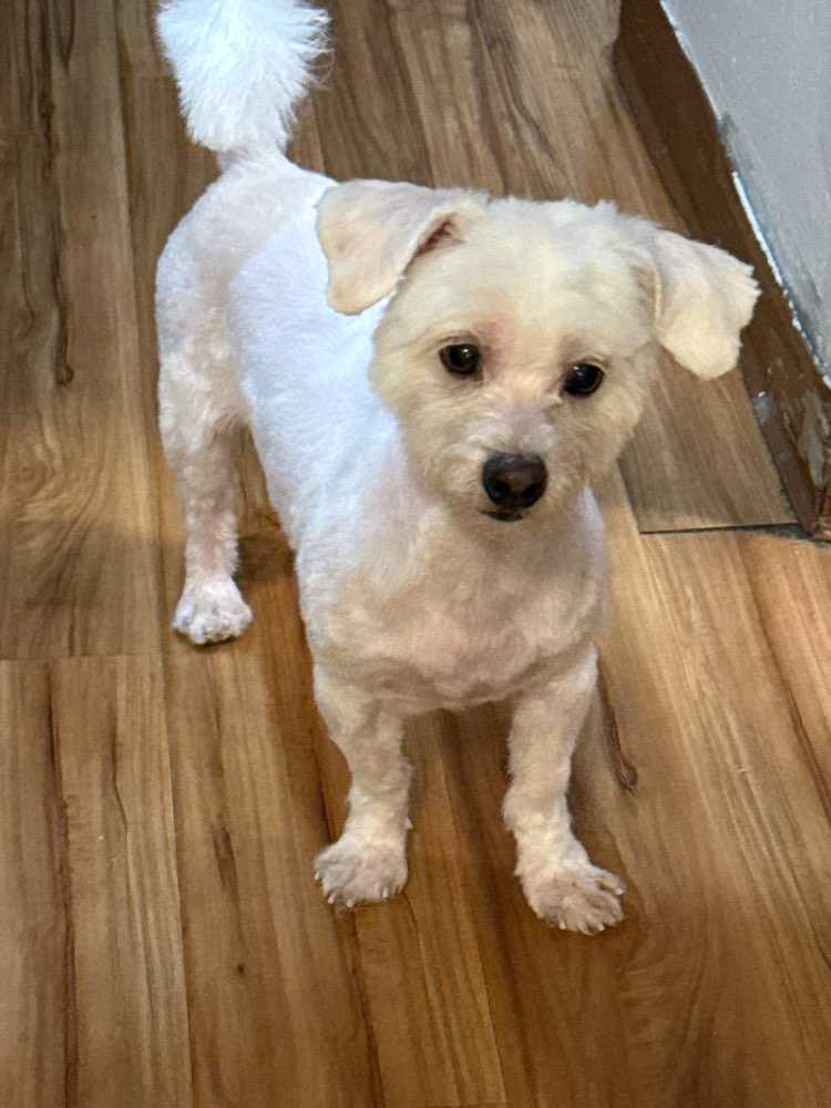 Dog Pet Photo