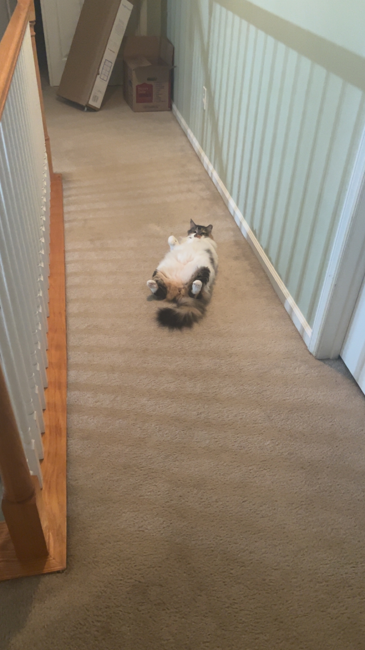 Fluffy