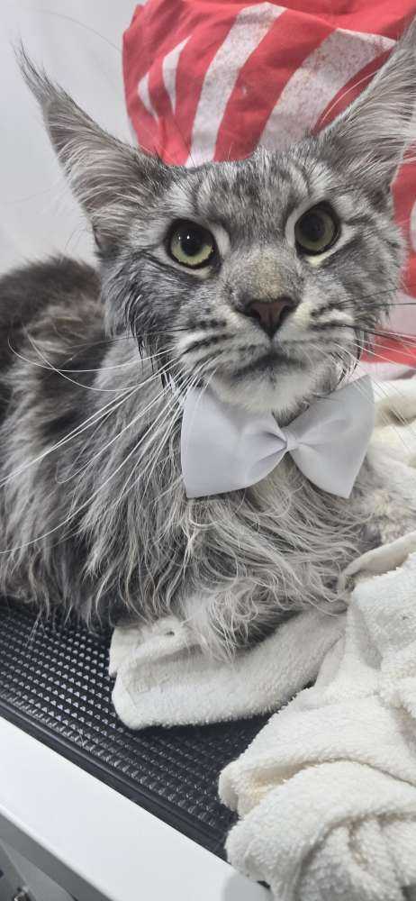 Jasper